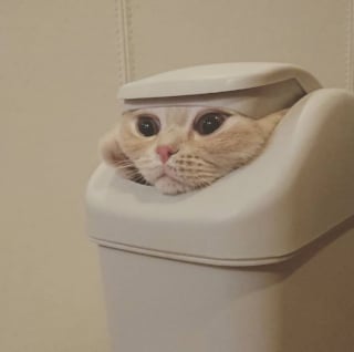 Illustration de l'article : 18 photos qui prouvent que nos amis les chats savent aussi être de vrais petits clowns