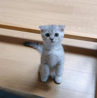 Illustration de l'article : 18 photos qui prouvent que nos amis les chats savent aussi être de vrais petits clowns
