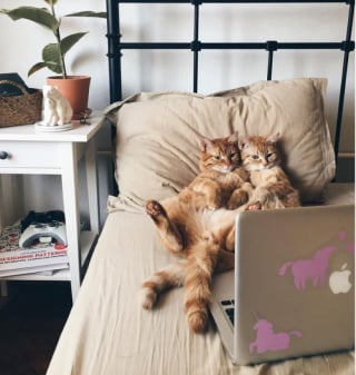 Illustration de l'article : 18 photos qui prouvent que nos amis les chats savent aussi être de vrais petits clowns