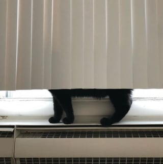 Illustration de l'article : 18 photos qui prouvent que nos amis les chats savent aussi être de vrais petits clowns