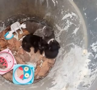 Illustration de l'article : Le sort de 4 chatons abandonnés dans une poubelle bouleverse des bénévoles qui joignent leurs efforts pour leur offrir la vie heureuse qu'ils méritent