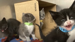 Illustration de l'article : Le sort de 4 chatons abandonnés dans une poubelle bouleverse des bénévoles qui joignent leurs efforts pour leur offrir la vie heureuse qu'ils méritent