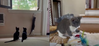 Illustration de l'article : Le sort de 4 chatons abandonnés dans une poubelle bouleverse des bénévoles qui joignent leurs efforts pour leur offrir la vie heureuse qu'ils méritent
