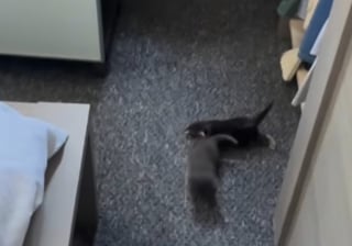 Illustration de l'article : Ces colocataires qui n’avaient jamais eu d’animaux réservent un accueil grandiose à une portée de chatons ayant élu domicile dans un placard