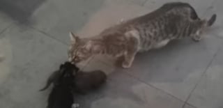 Illustration de l'article : Ces colocataires qui n’avaient jamais eu d’animaux réservent un accueil grandiose à une portée de chatons ayant élu domicile dans un placard