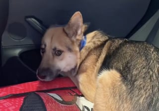 Illustration de l'article : Adopté comme « le chien le plus triste du refuge », un croisé Berger Allemand découvre peu à peu la joie et la tendresse auprès de sa maîtresse (vidéo)