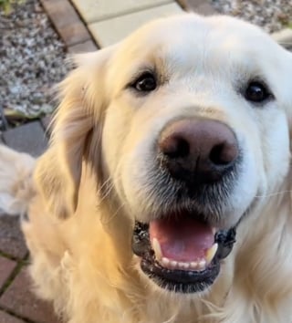 Illustration de l'article : La cécité n'empêche pas ce chien de croquer la vie à pleines dents ni de se faire des tonnes d'amis au parc (vidéo)