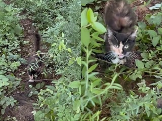 Illustration de l'article : Esseulée et affamée, cette chatonne de 8 semaines trouve enfin refuge grâce à une humaine bienveillante (vidéo)
