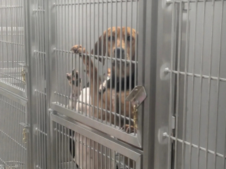 Illustration de l'article : Après des révélations troublantes, un hôpital annonce l'arrêt immédiat de ses tests sur des chiens