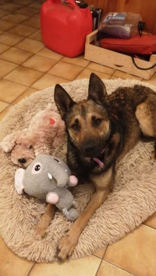 Illustration de l'article : Une chienne sauvée de l'abandon retrouve confiance et une mission de vie auprès de sa nouvelle maîtresse qui travaille dans la sécurité