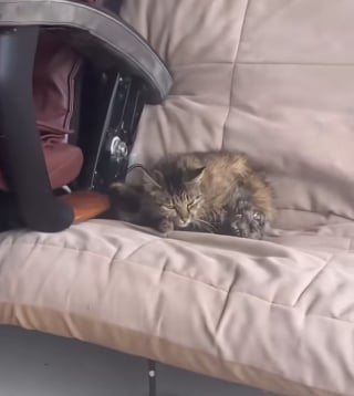 Illustration de l'article : En entrant dans son garage, elle découvre une chatte errante en plein travail (vidéo) 