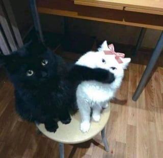 Illustration de l'article : 13 photos de chats et chiens qui sont véritablement les rois de l’humour