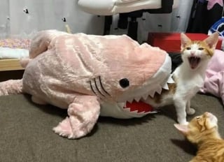 Illustration de l'article : 13 photos de chats et chiens qui sont véritablement les rois de l’humour