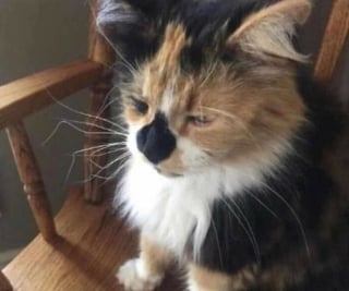 Illustration de l'article : 13 photos de chats et chiens qui sont véritablement les rois de l’humour