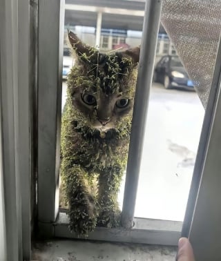 Illustration de l'article : 13 photos de chats et chiens qui sont véritablement les rois de l’humour