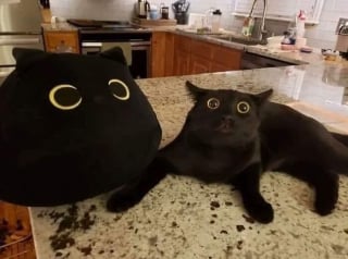 Illustration de l'article : 13 photos de chats et chiens qui sont véritablement les rois de l’humour