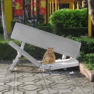 Illustration de l'article : 13 photos de chats et chiens qui sont véritablement les rois de l’humour