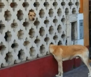 Illustration de l'article : 13 photos de chats et chiens qui sont véritablement les rois de l’humour