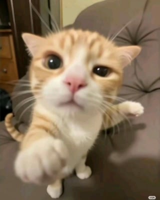 Illustration de l'article : 13 photos de chats et chiens qui sont véritablement les rois de l’humour