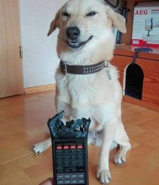 Illustration de l'article : 13 photos de chats et chiens qui sont véritablement les rois de l’humour