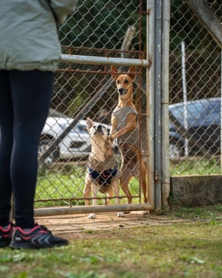 Illustration de l'article : 16 photos montrant l’importance d’une promenade pour les chiens de refuge