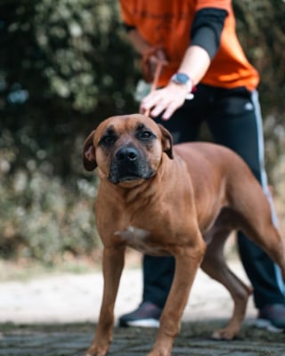 Illustration de l'article : 16 photos montrant l’importance d’une promenade pour les chiens de refuge