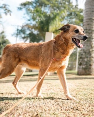 Illustration de l'article : 16 photos montrant l’importance d’une promenade pour les chiens de refuge