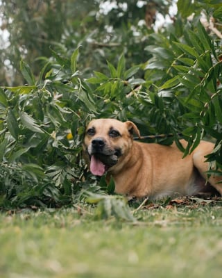 Illustration de l'article : 16 photos montrant l’importance d’une promenade pour les chiens de refuge