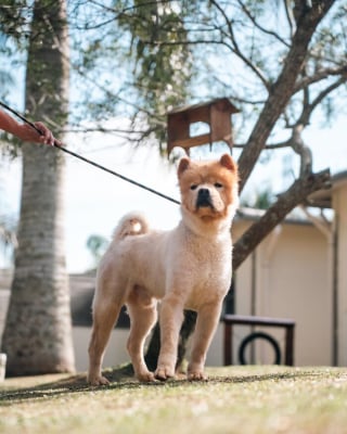 Illustration de l'article : 16 photos montrant l’importance d’une promenade pour les chiens de refuge