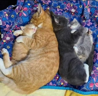Illustration de l'article : 14 chats qui éloignent sans mal toute la monotonie de la vie de leurs maîtres