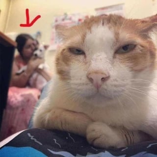 Illustration de l'article : 14 chats qui éloignent sans mal toute la monotonie de la vie de leurs maîtres