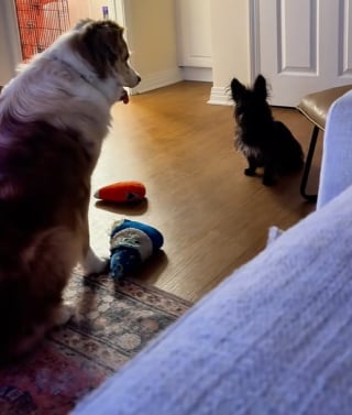 Illustration de l'article : Pour mettre à l’aise un chien errant, ce Berger Australien l’invite à jouer (vidéo)