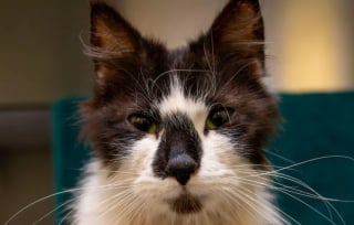 Illustration de l'article : Ce chat couvert de puces est l’un des cas d’infestation les plus graves qu’un vétérinaire ait connu 
