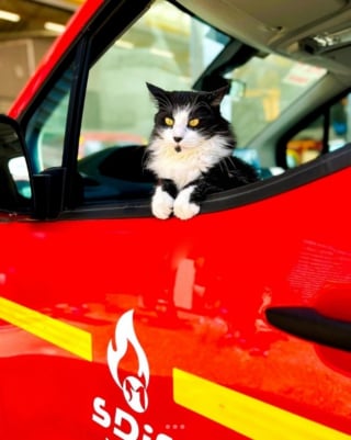 Illustration de l'article : Un chaton trouvé sous une antenne devient la mascotte d’une caserne de pompiers