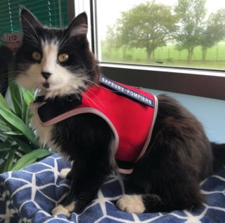Illustration de l'article : Un chaton trouvé sous une antenne devient la mascotte d’une caserne de pompiers