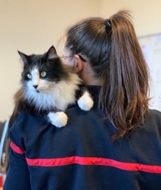 Illustration de l'article : Un chaton trouvé sous une antenne devient la mascotte d’une caserne de pompiers