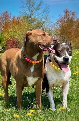 Illustration de l'article : Une propriétaire prouve qu’adopter un Pitbull comme chien de garde n’est pas forcément une bonne idée (vidéo) 