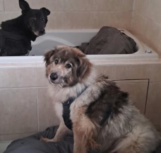 Illustration de l'article : Puisque la survie d’un chien laissé en Roumanie dépend de son meilleur ami canin, une famille décide de les réunir (vidéo) 