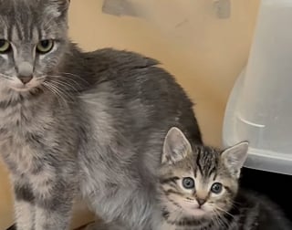 Illustration de l'article : Cette chatte autrefois seule et affaiblie, qui a vu ses chatons quitter le nid le uns après les autres, retrouve ses petits et l’amour qui lui manquait