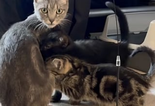Illustration de l'article : Cette chatte autrefois seule et affaiblie, qui a vu ses chatons quitter le nid le uns après les autres, retrouve ses petits et l’amour qui lui manquait