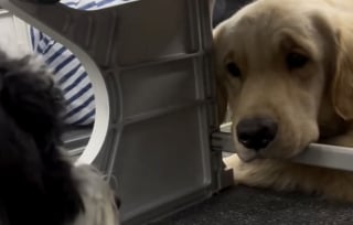 Illustration de l'article : Lors d’un vol, ces 2 chiens se sont regardés longuement et scellent une amitié instantanée (vidéo)