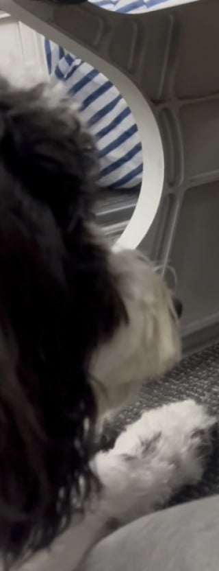 Illustration de l'article : Lors d’un vol, ces 2 chiens se sont regardés longuement et scellent une amitié instantanée (vidéo)