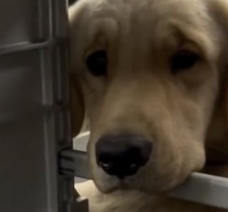 Illustration de l'article : Lors d’un vol, ces 2 chiens se sont regardés longuement et scellent une amitié instantanée (vidéo)