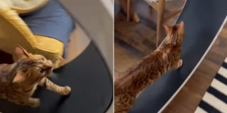 Illustration de l'article : Un chat Bengal transforme sa roue d'exercice en véhicule et traverse la maison sous les yeux ébahis de sa famille (vidéo)