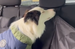 Illustration de l'article : Trompée par ses maîtres, cette chienne croyait partir en balade, mais découvre un nouveau frère qu’elle n’avait pas demandé (vidéo)