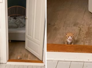 Illustration de l'article : 12 photos de chats et de chiens particuli&egrave;rement attendrissantes