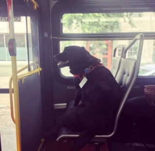 Illustration de l'article : 12 photos de chats et de chiens particuli&egrave;rement attendrissantes