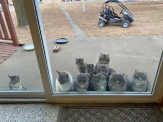 Illustration de l'article : 12 photos de chats et de chiens particuli&egrave;rement attendrissantes