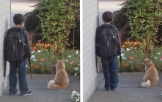 Illustration de l'article : 12 photos de chats et de chiens particuli&egrave;rement attendrissantes