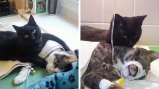 Illustration de l'article : 12 photos de chats et de chiens particuli&egrave;rement attendrissantes